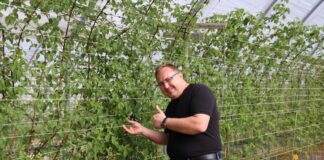 Nowe możliwości wykorzystania kwasów humusowych w malinach. Uwaga – będzie nowa plantacja jeżyn!