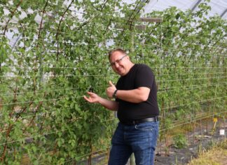 Nowe możliwości wykorzystania kwasów humusowych w malinach. Uwaga – będzie nowa plantacja jeżyn!