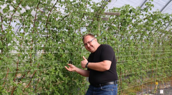 Nowe możliwości wykorzystania kwasów humusowych w malinach. Uwaga – będzie nowa plantacja jeżyn!