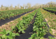 Startujemy z nawożeniem truskawek. Wiosna zaskakuje tempem wegetacji
