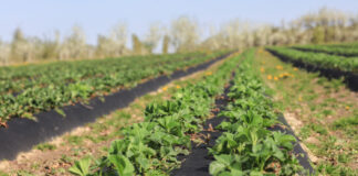 Startujemy z nawożeniem truskawek. Wiosna zaskakuje tempem wegetacji