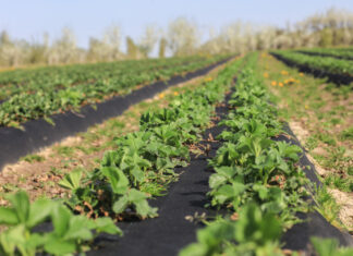 Startujemy z nawożeniem truskawek. Wiosna zaskakuje tempem wegetacji
