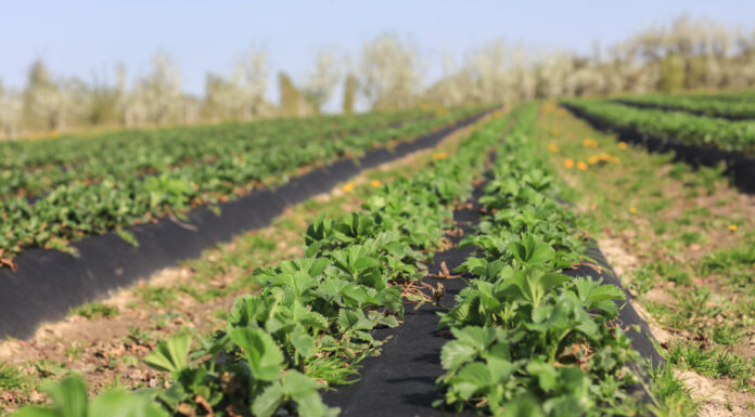 Startujemy z nawożeniem truskawek. Wiosna zaskakuje tempem wegetacji