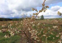 Nie ma pszczół na plantacjach – nie wylatują z uli!