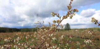 Nie ma pszczół na plantacjach – nie wylatują z uli!