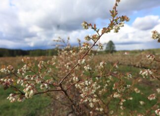 Nie ma pszczół na plantacjach – nie wylatują z uli!