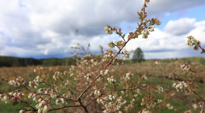 Nie ma pszczół na plantacjach – nie wylatują z uli!
