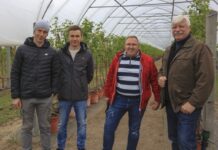 Uprawa malin na lekkich glebach i 20 t/ha co roku