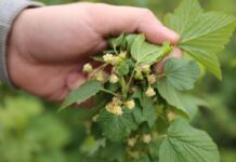 Rzadka sytuacja – porzeczka obroniona przed przymrozkiem