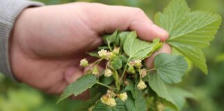 Rzadka sytuacja – porzeczka obroniona przed przymrozkiem