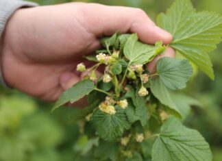 Rzadka sytuacja – porzeczka obroniona przed przymrozkiem