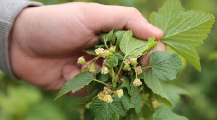 Rzadka sytuacja – porzeczka obroniona przed przymrozkiem