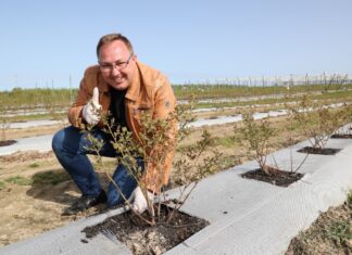 Borówki w technologii węglowej – rekomendacje z dwóch kwater