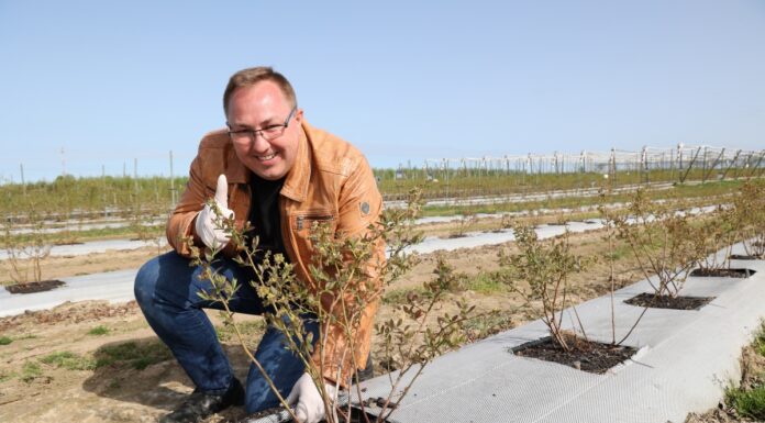 Borówki w technologii węglowej – rekomendacje z dwóch kwater