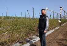 Borówka kwitnie – startujemy z dokarmianiem dolistnym i fertygacją