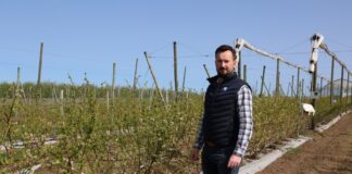 Borówka kwitnie – startujemy z dokarmianiem dolistnym i fertygacją