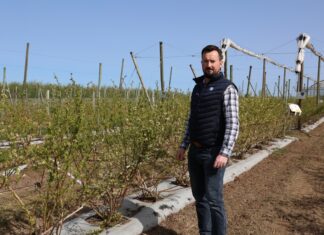 Borówka kwitnie – startujemy z dokarmianiem dolistnym i fertygacją