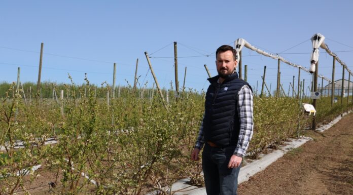 Borówka kwitnie – startujemy z dokarmianiem dolistnym i fertygacją