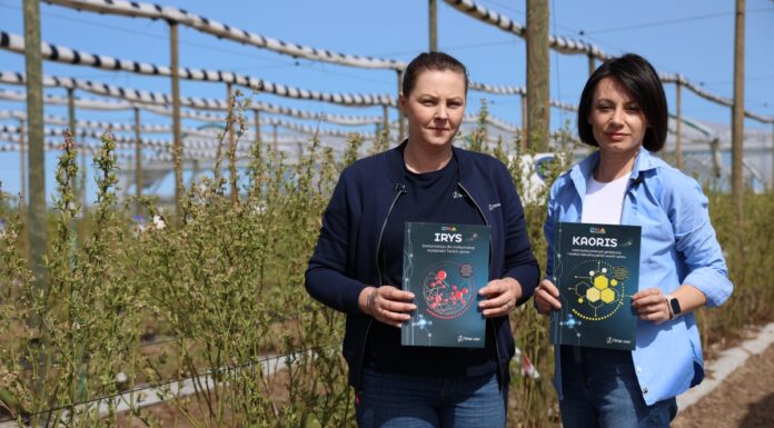 Nawozy płynne dla borówek – więcej niż biostymulacja