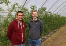 Dwa produkty wpływające na lepsze owocowanie malin