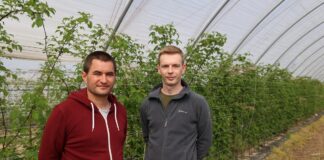 Dwa produkty wpływające na lepsze owocowanie malin