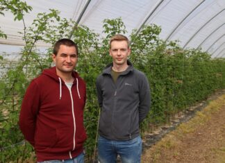 Dwa produkty wpływające na lepsze owocowanie malin