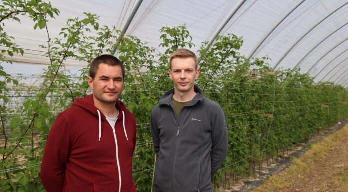 Dwa produkty wpływające na lepsze owocowanie malin