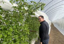 Maliny letnie i jesienne w okres chłodów – potrzebne zamiany w programie nawożenia