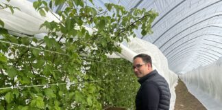 Maliny letnie i jesienne w okres chłodów – potrzebne zamiany w programie nawożenia