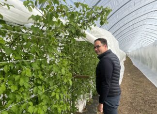 Maliny letnie i jesienne w okres chłodów – potrzebne zamiany w programie nawożenia