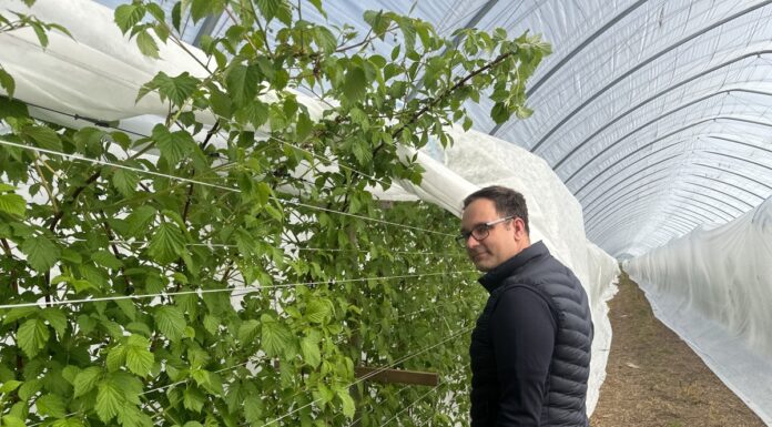 Maliny letnie i jesienne w okres chłodów – potrzebne zamiany w programie nawożenia