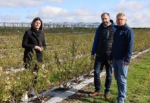 Produkt biologiczny wspomagający nawożenie borówek