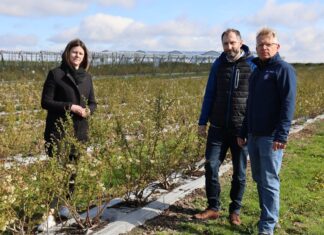 Produkt biologiczny wspomagający nawożenie borówek