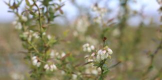 Borówka wysoka – ochrona z racjonalnym poziomem pozostałości – autorski program Michała