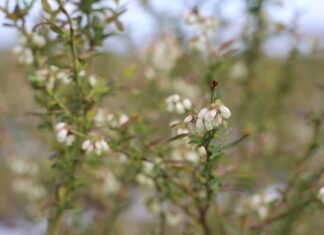 Borówka wysoka – ochrona z racjonalnym poziomem pozostałości – autorski program Michała