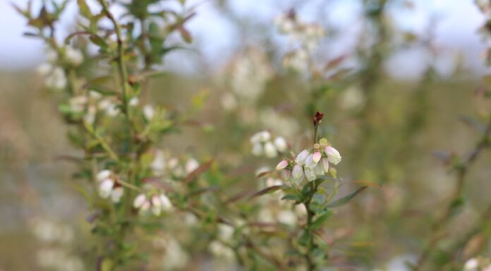 Borówka wysoka – ochrona z racjonalnym poziomem pozostałości – autorski program Michała