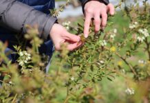 Praktyczne doświadczenia w borówkach – to Wam się podoba!