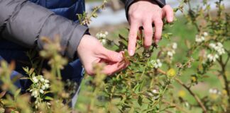 Praktyczne doświadczenia w borówkach – to Wam się podoba!