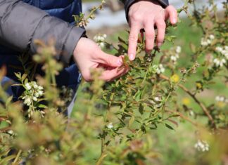 Praktyczne doświadczenia w borówkach – to Wam się podoba!