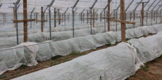 Zabezpieczanie malin owocujących na pędach tegorocznych w czasie przymrozków