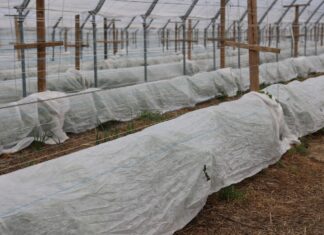 Zabezpieczanie malin owocujących na pędach tegorocznych w czasie przymrozków