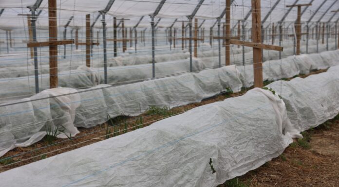 Zabezpieczanie malin owocujących na pędach tegorocznych w czasie przymrozków