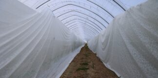 Zabezpieczenie malin przed mrozem w tunelach