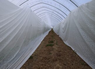 Zabezpieczenie malin przed mrozem w tunelach