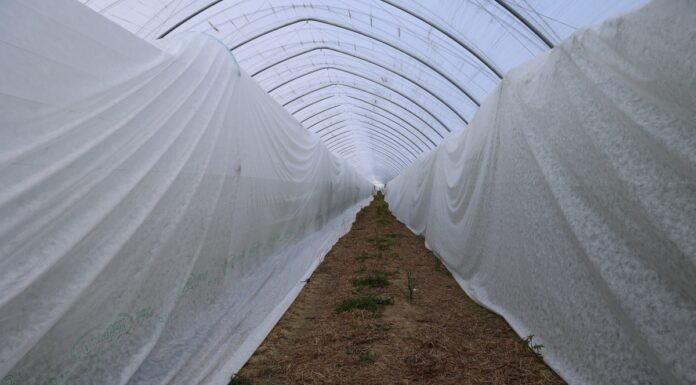 Zabezpieczenie malin przed mrozem w tunelach