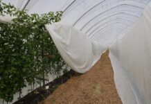 Maliny owocujące na pędach dwuletnich – zabezpieczenie przed mrozem i ważne zabiegi