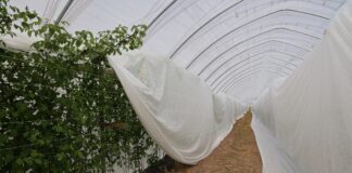 Maliny owocujące na pędach dwuletnich – zabezpieczenie przed mrozem i ważne zabiegi