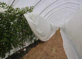 Maliny owocujące na pędach dwuletnich – zabezpieczenie przed mrozem i ważne zabiegi