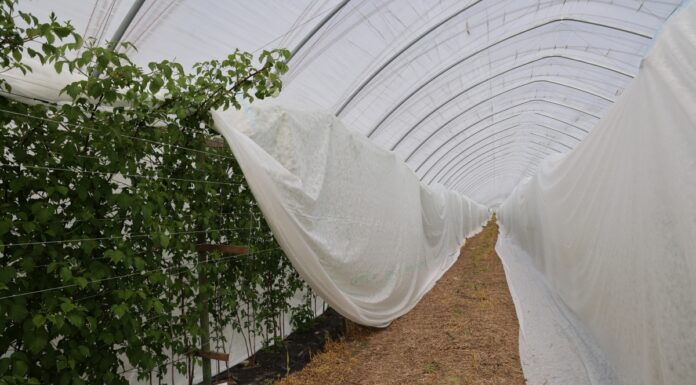 Maliny owocujące na pędach dwuletnich – zabezpieczenie przed mrozem i ważne zabiegi