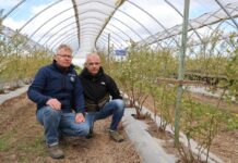 Syntetyczne ściółki w uprawie borówki – prostsza uprawa, niewielkie nakłady na zwalczanie chwastów